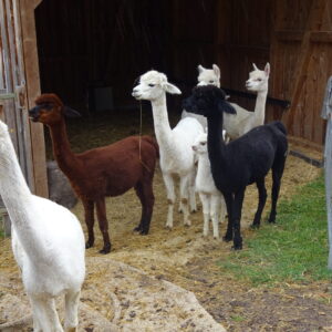 Hofführung bei Schimanek`s Alpakafarm